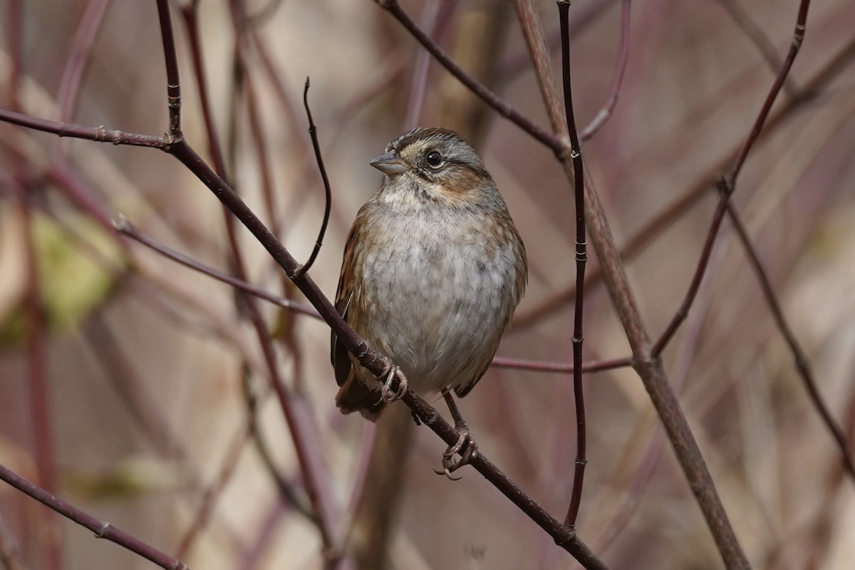 Swamp Sparrow - ML646151498