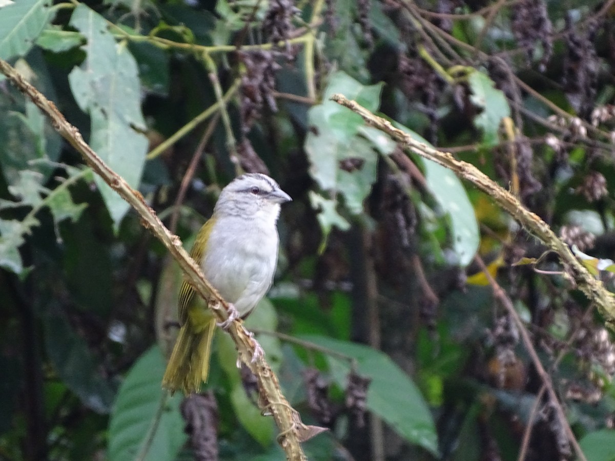 Black-striped Sparrow - ML646151499