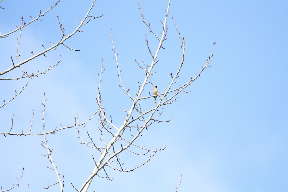 Cedar Waxwing - ML646151502