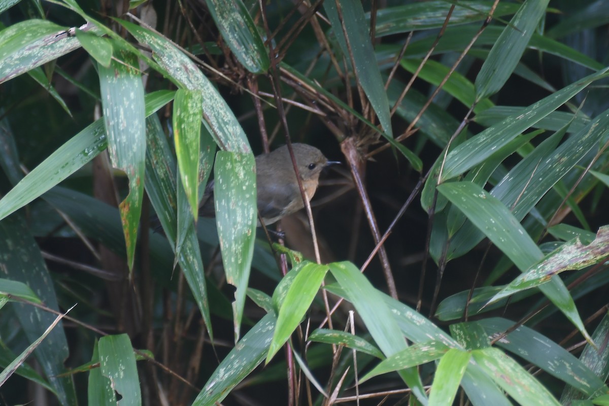 Rufous-breasted Flycatcher - ML646151508