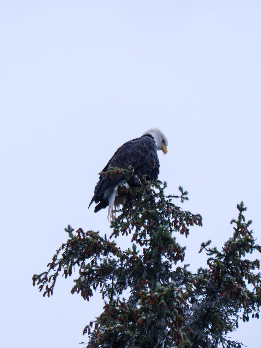 Bald Eagle - ML646151510