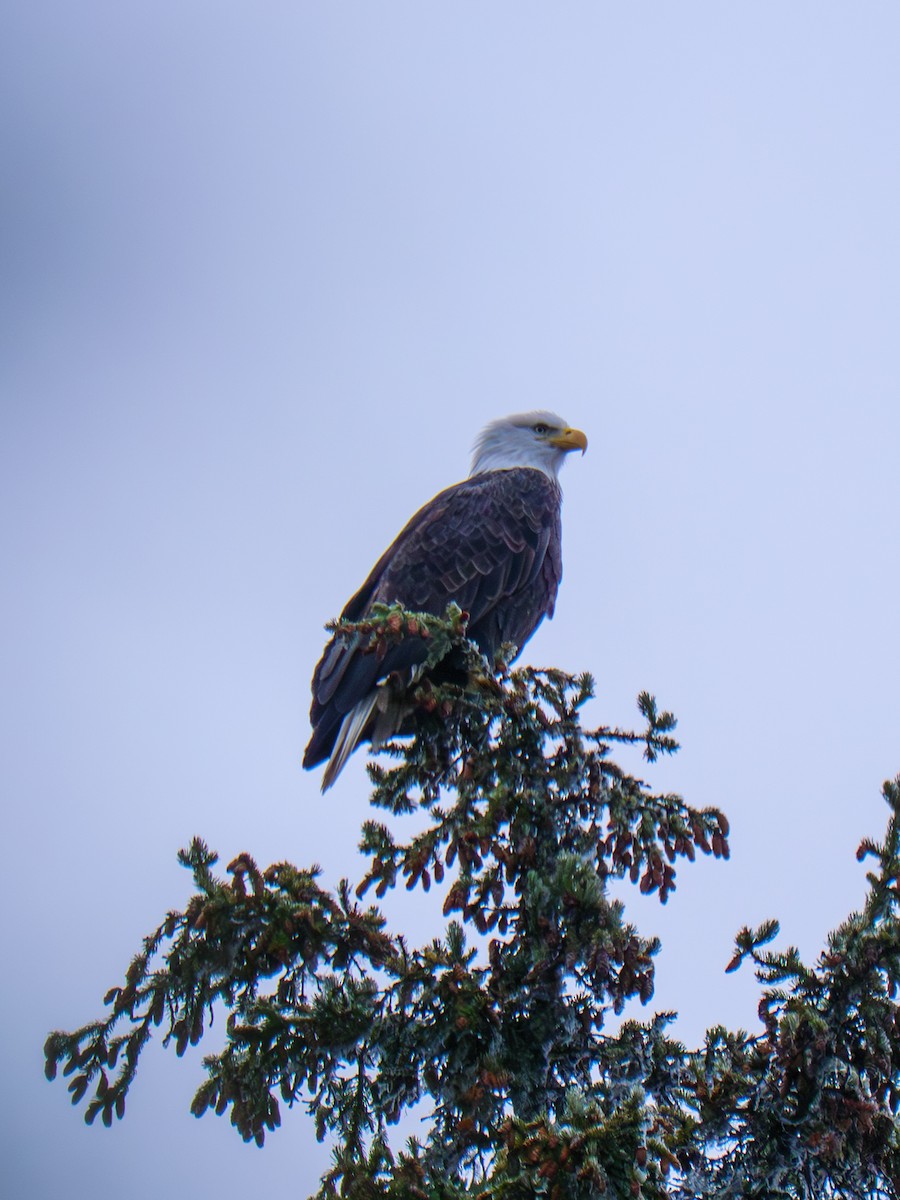 Bald Eagle - ML646151511