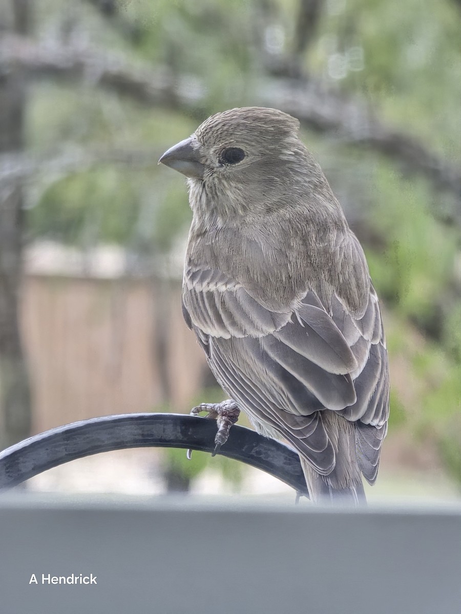 House Finch - ML646151512