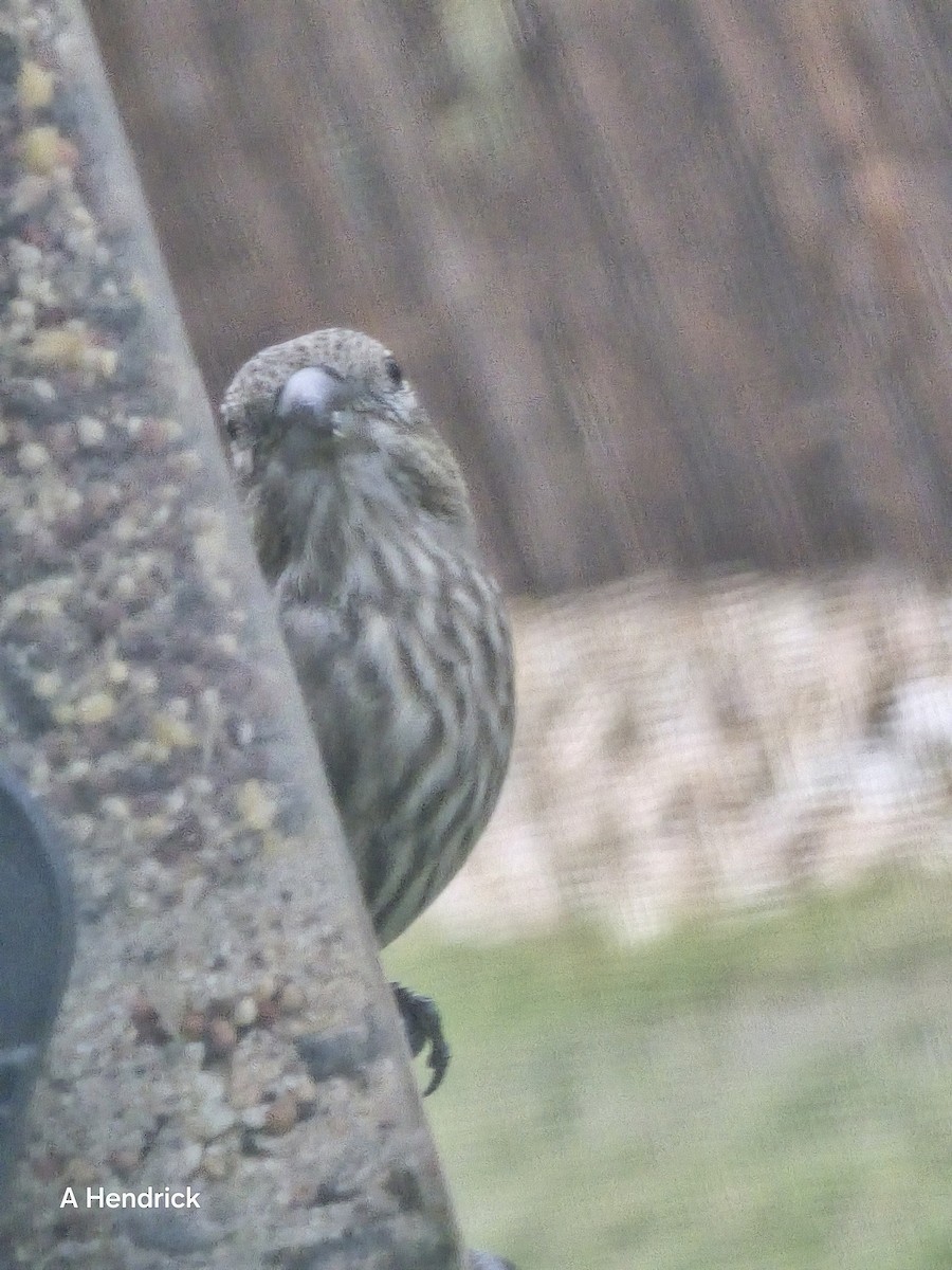 House Finch - ML646151513