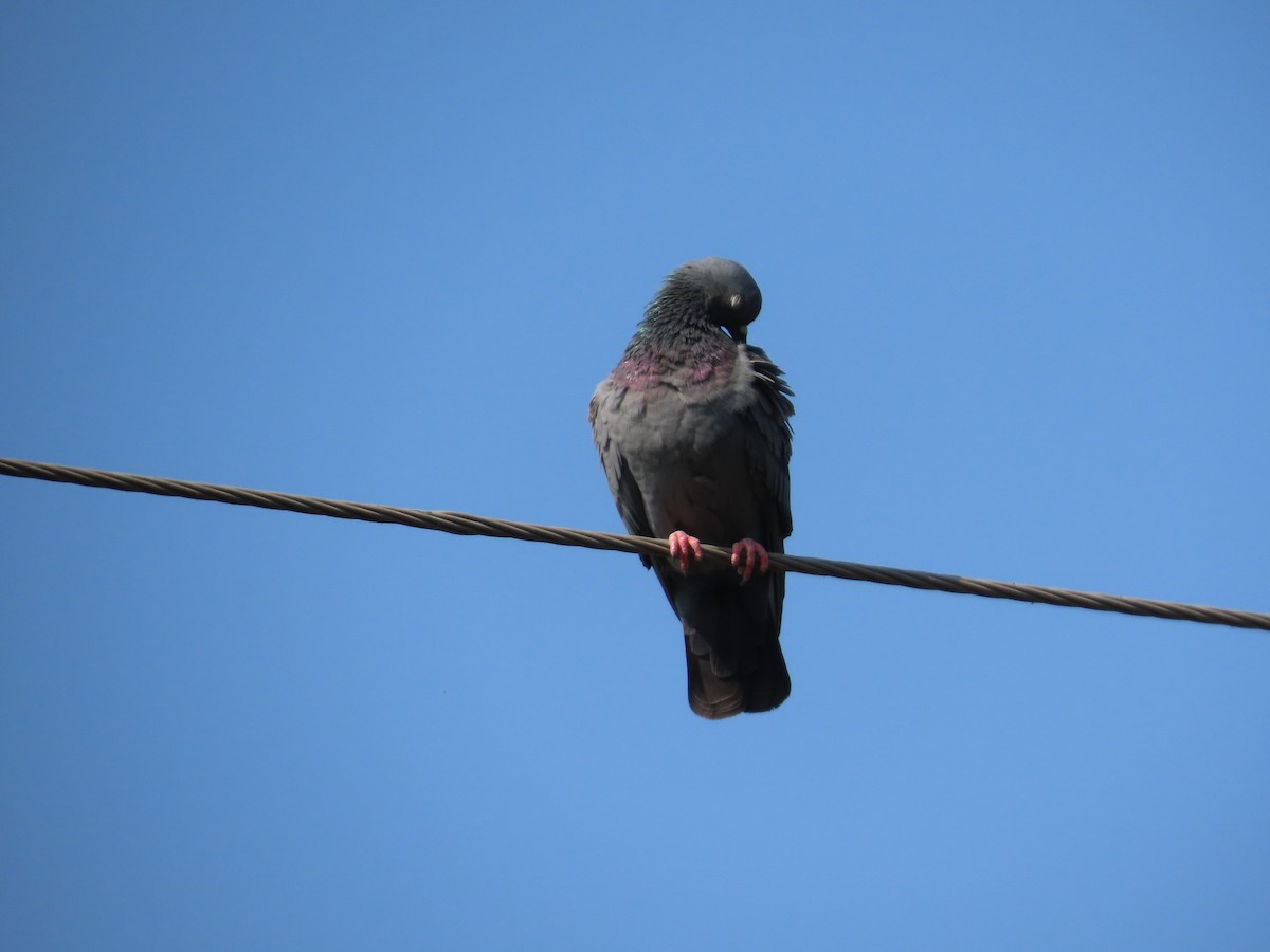 Paloma Bravía (variedad doméstica) - ML646151514