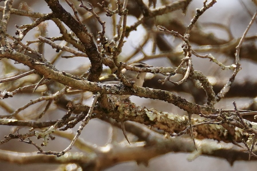 Golden-crowned Kinglet - ML646151515