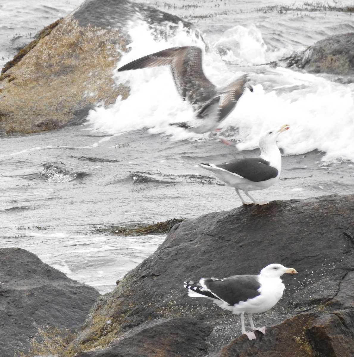Great Black-backed Gull - ML646151521