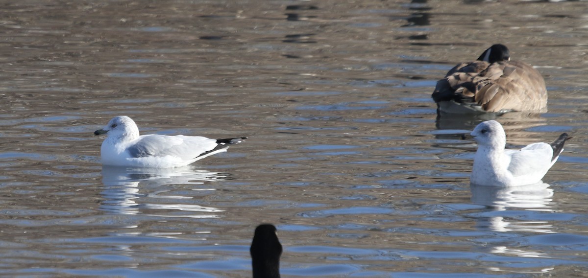Ring-billed Gull - ML646151522