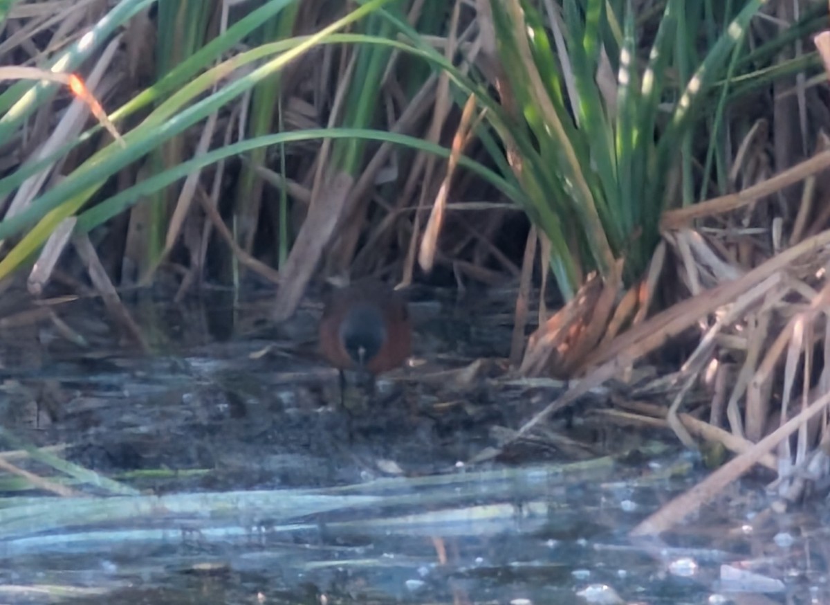 Ruddy Crake - ML646151534