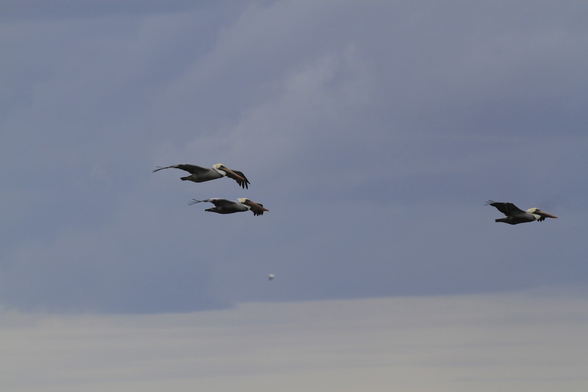 Brown Pelican - ML646151535