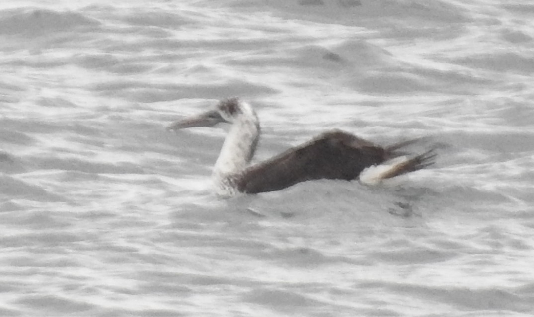 Northern Gannet - ML646151536