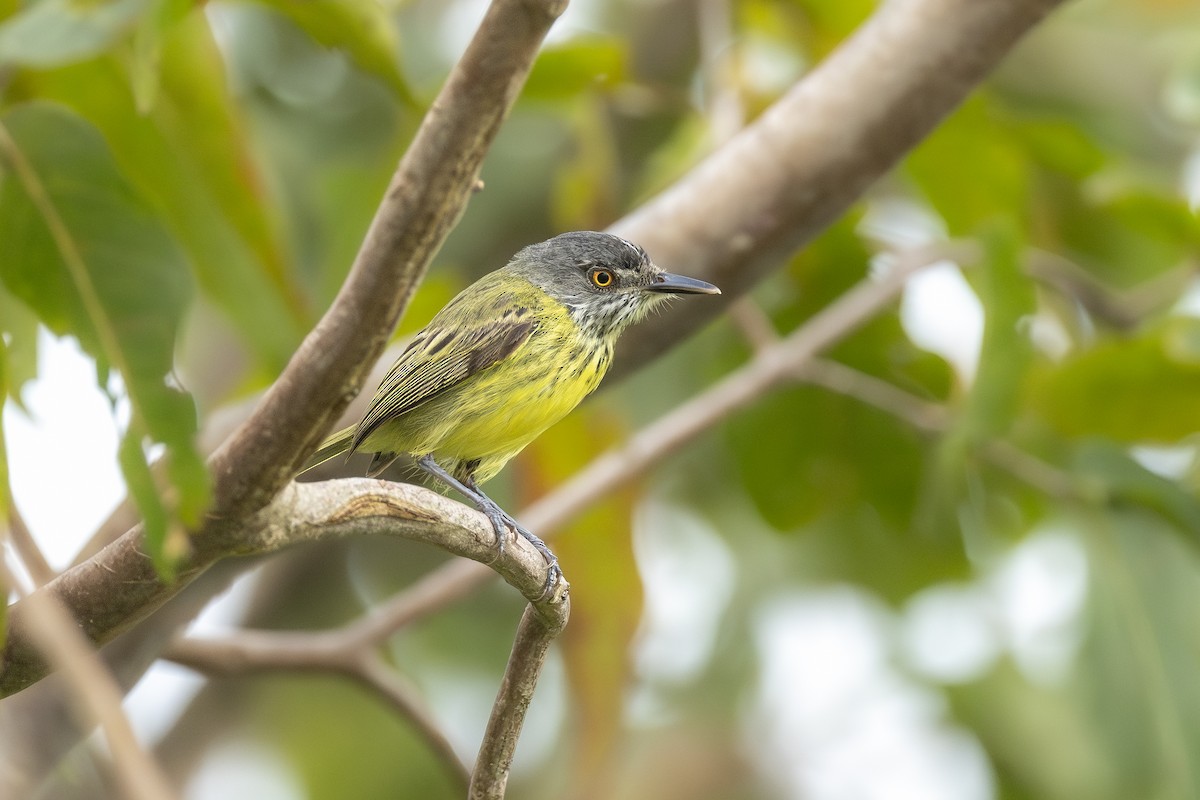 Spotted Tody-Flycatcher - ML646151538