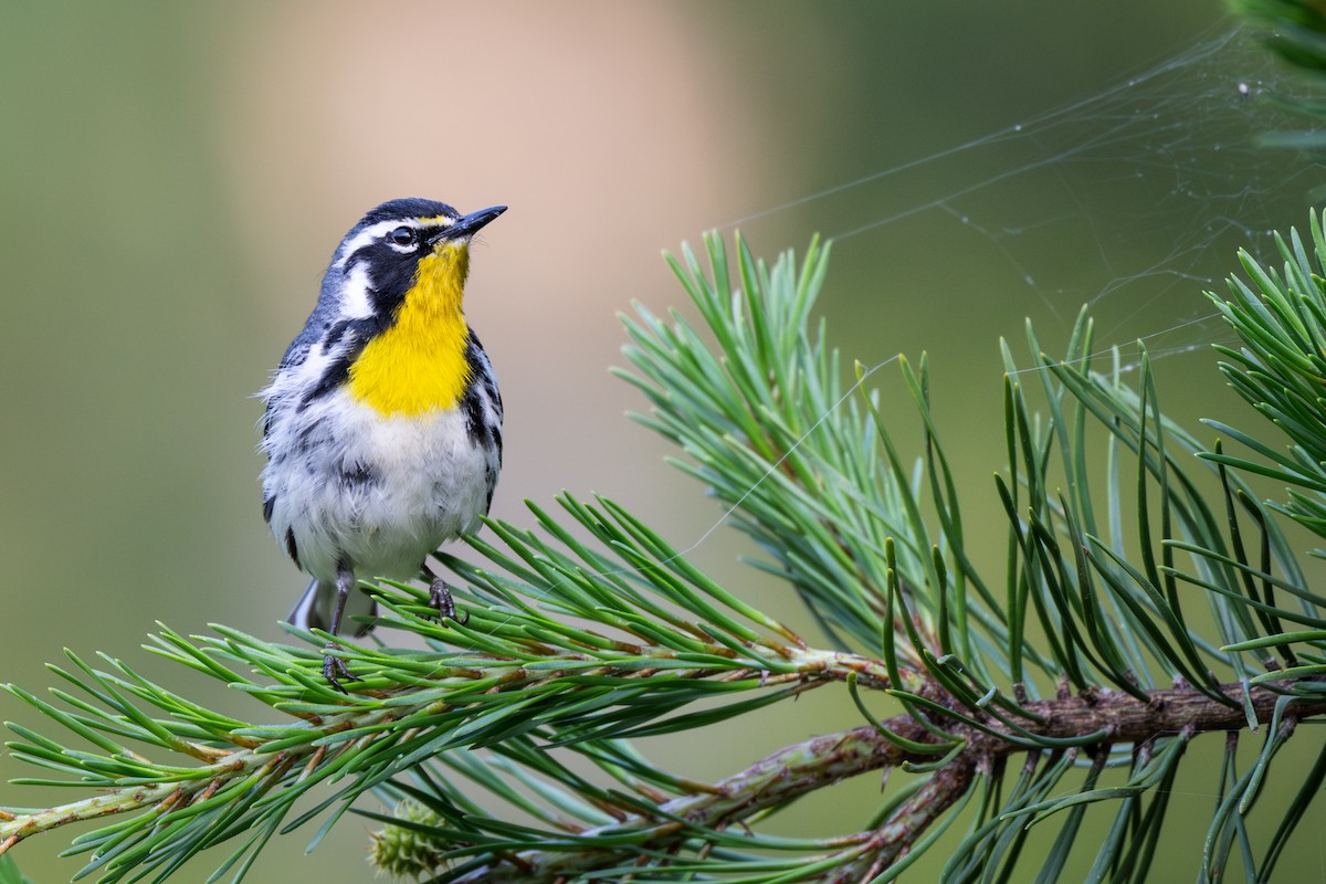 Yellow-throated Warbler - ML646151539
