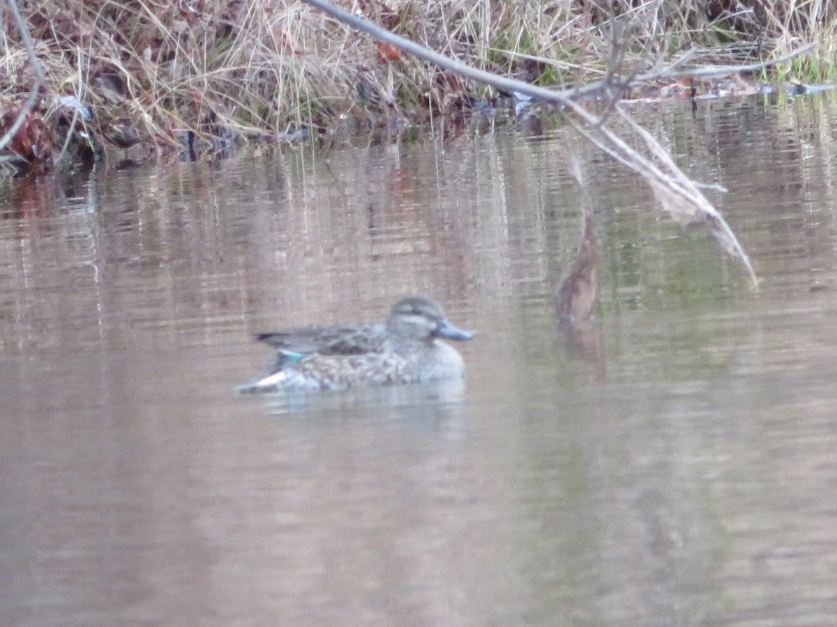 Green-winged Teal - ML646151540