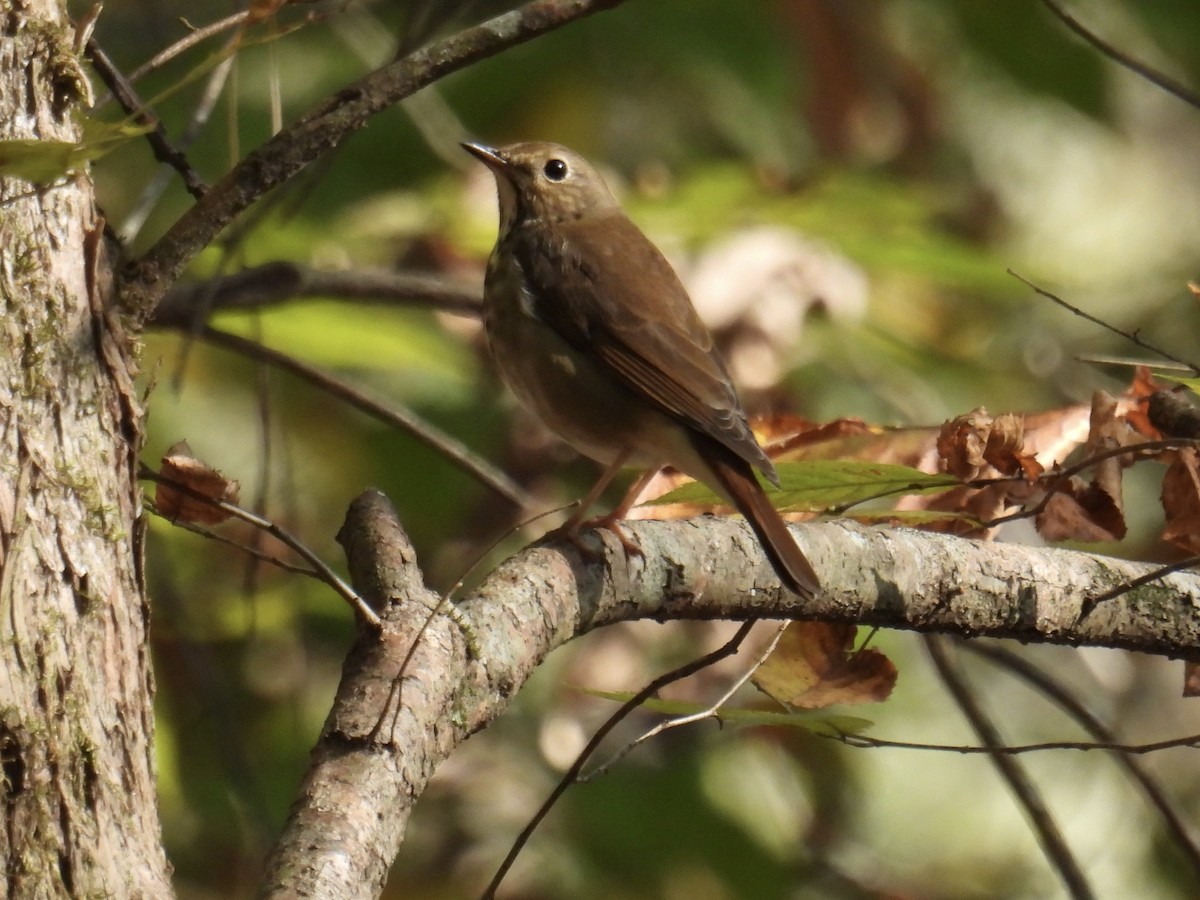 Hermit Thrush - ML646151542