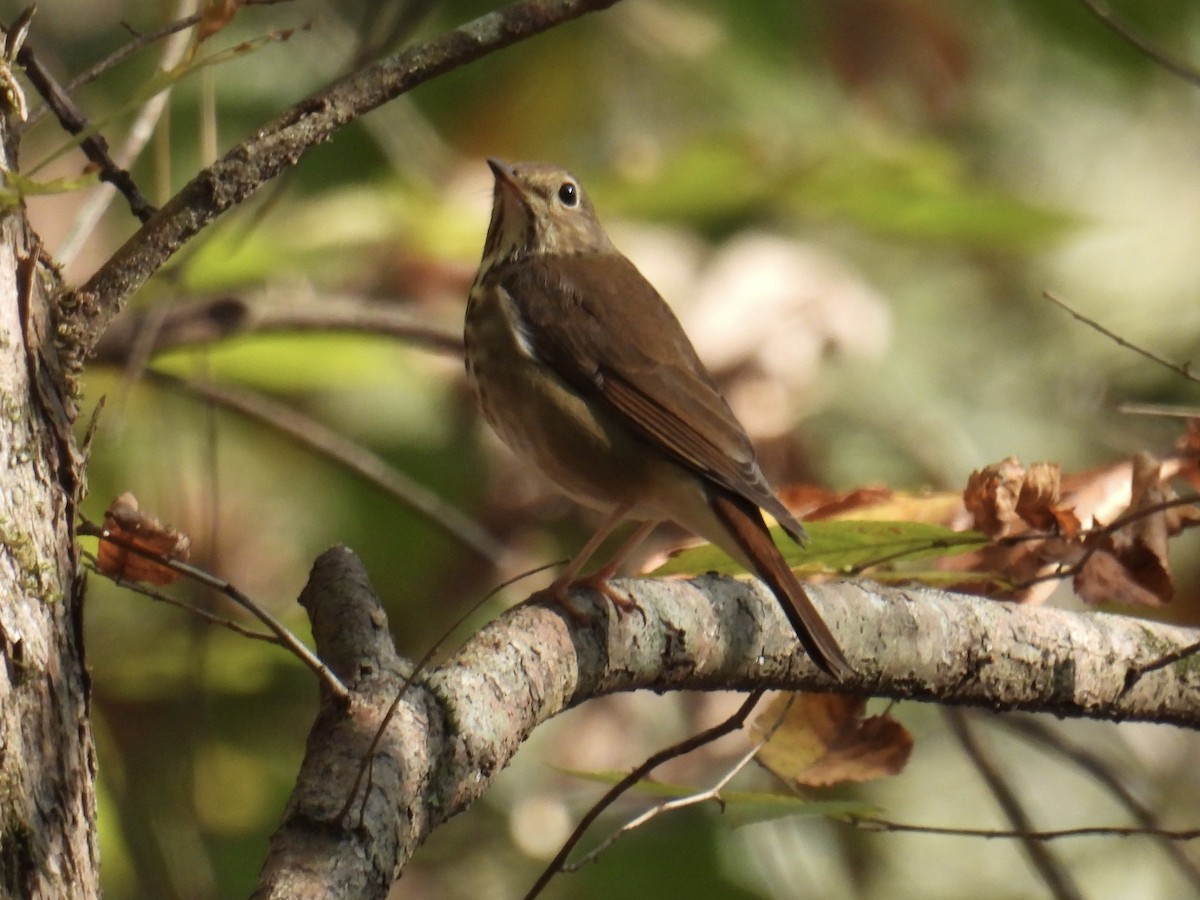 Hermit Thrush - ML646151543
