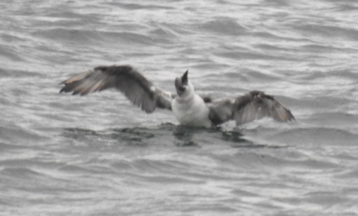 Northern Gannet - ML646151545