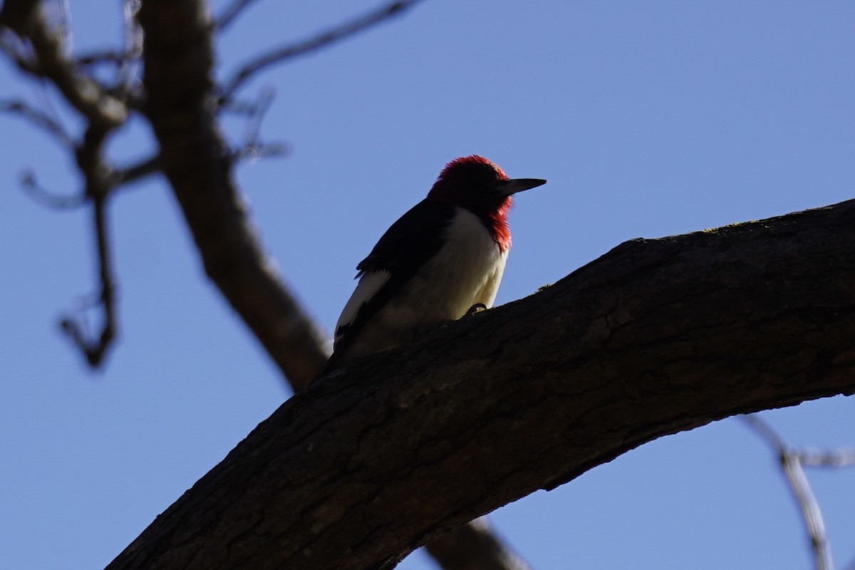 Red-headed Woodpecker - ML646151546