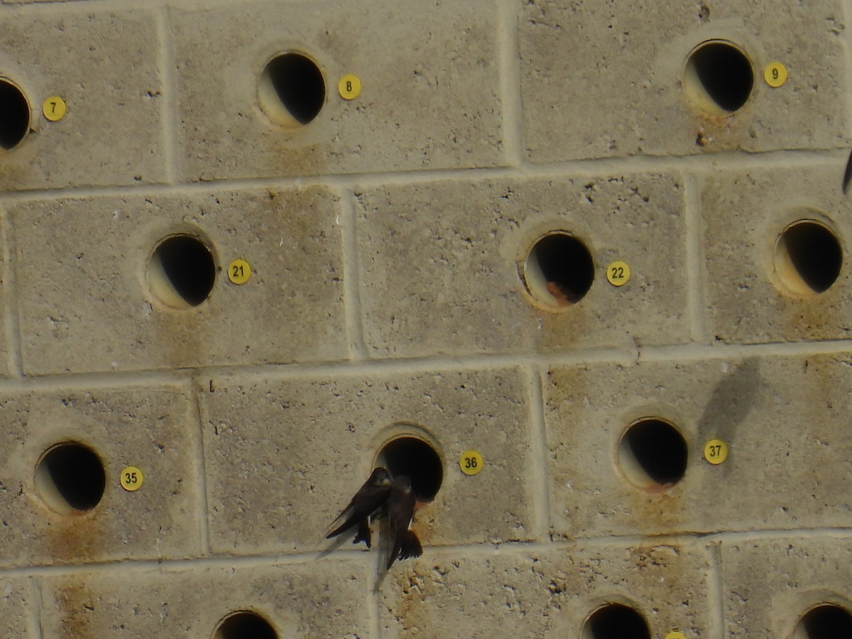 Bank Swallow - ML646151550