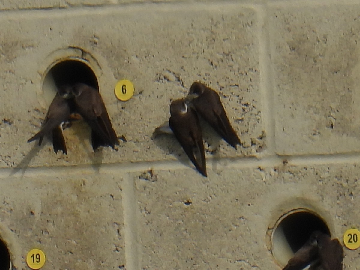 Bank Swallow - ML646151551