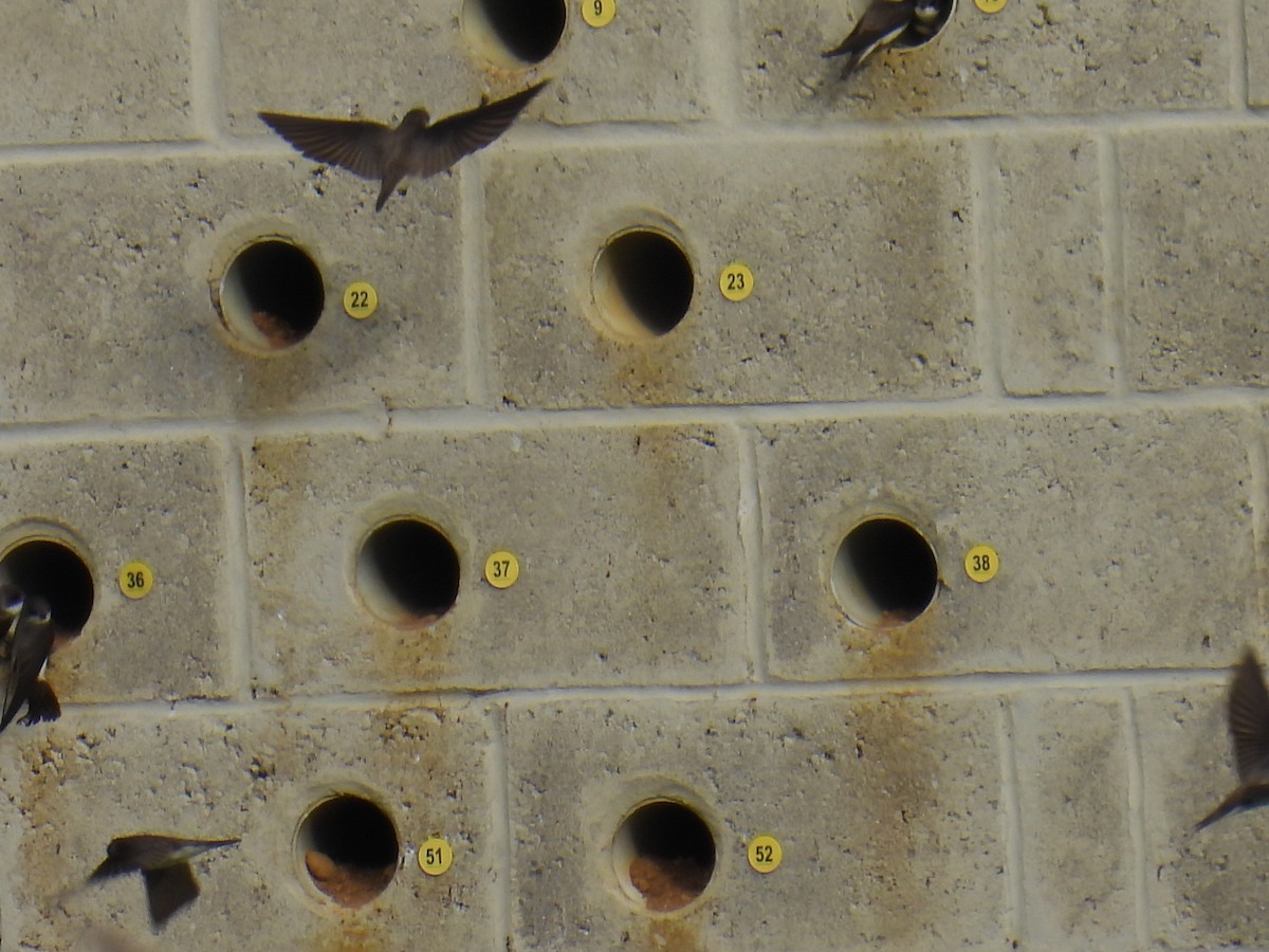 Bank Swallow - ML646151552