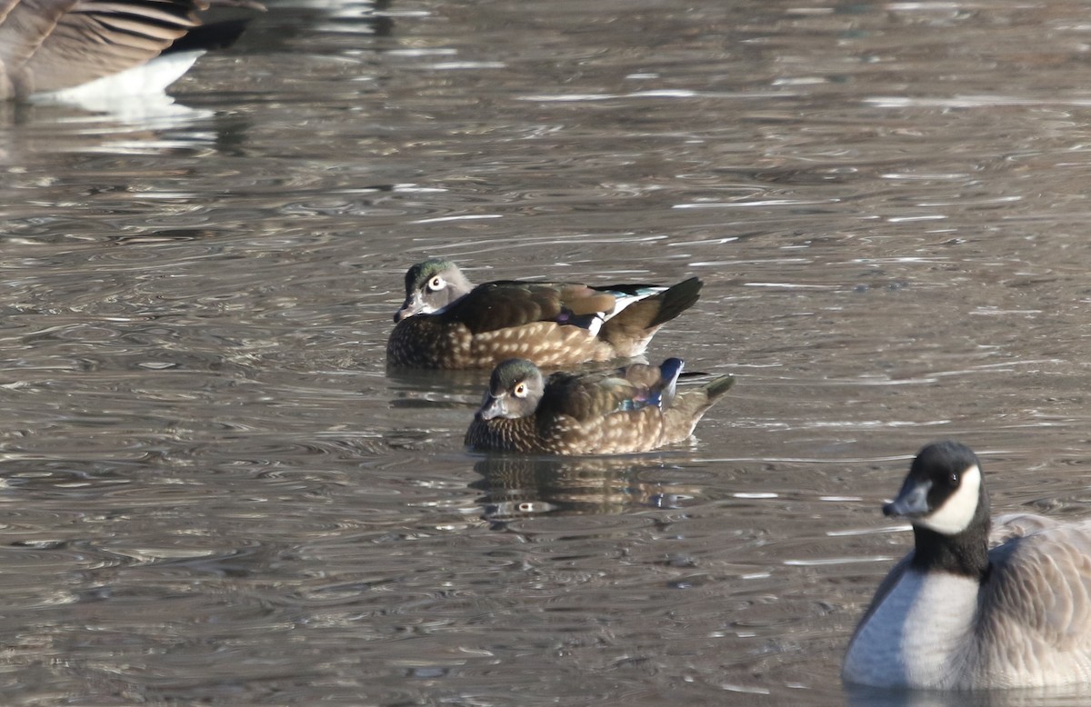Wood Duck - ML646151555