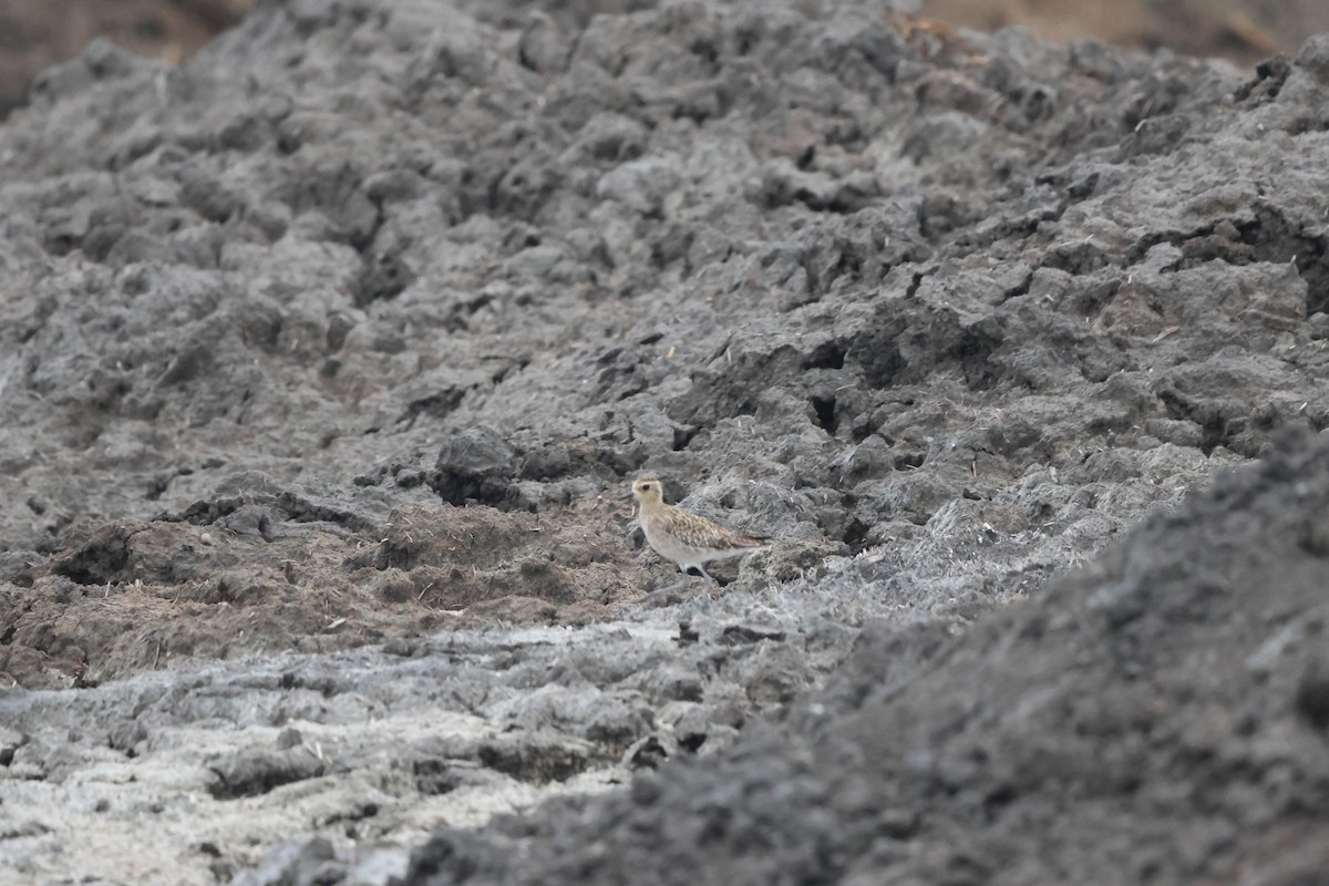 Pacific Golden-Plover - ML646151558