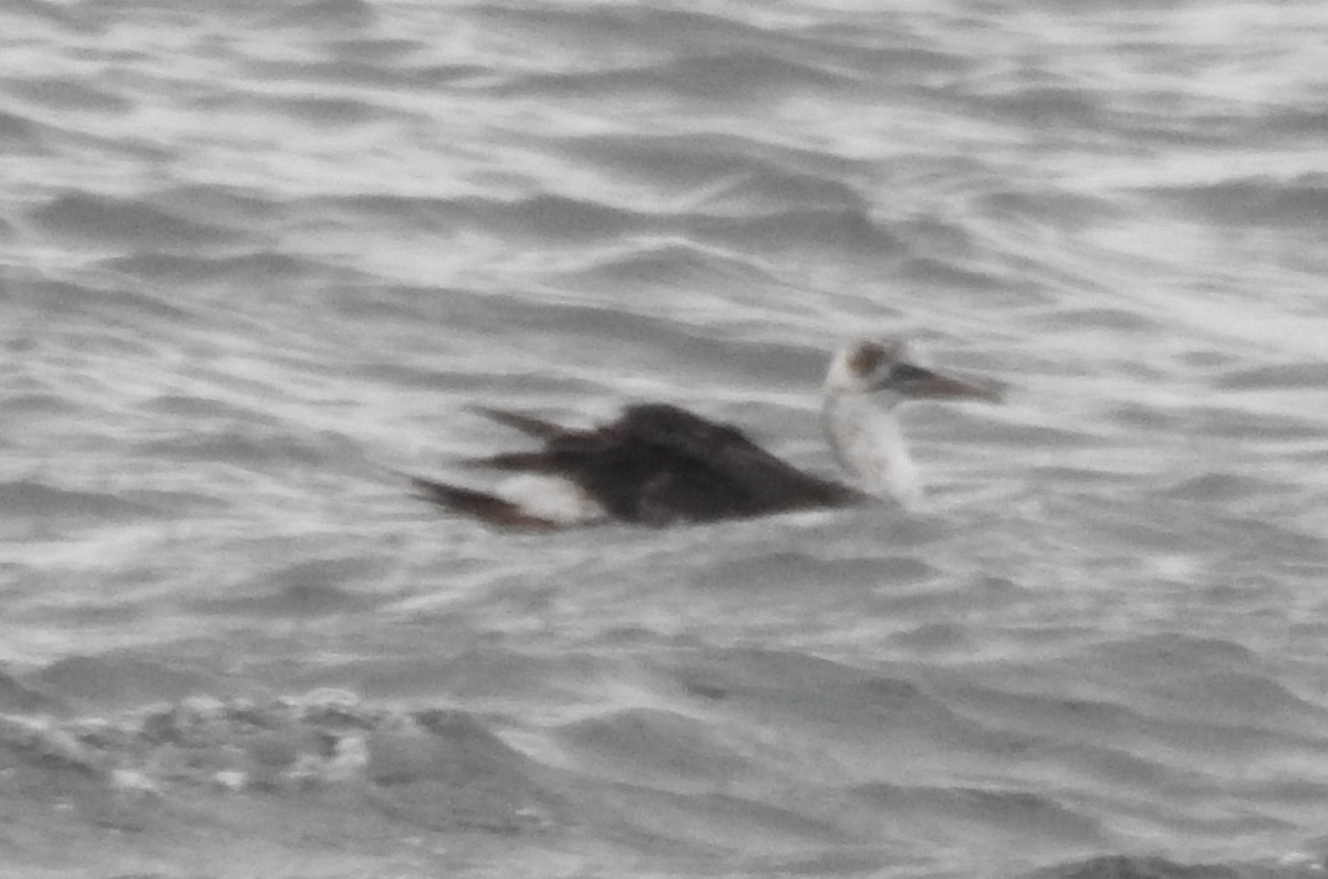 Northern Gannet - ML646151560