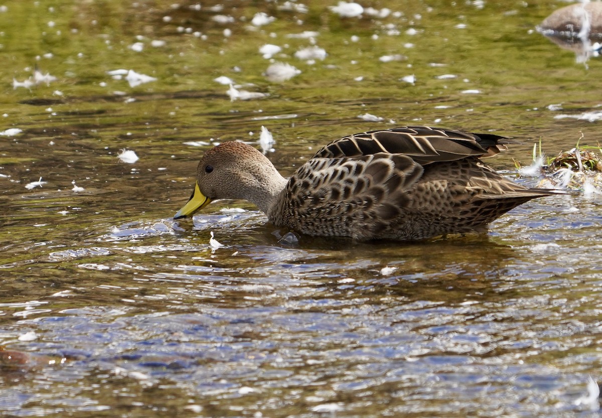 Yellow-billed Pintail (South Georgia) - ML646151563