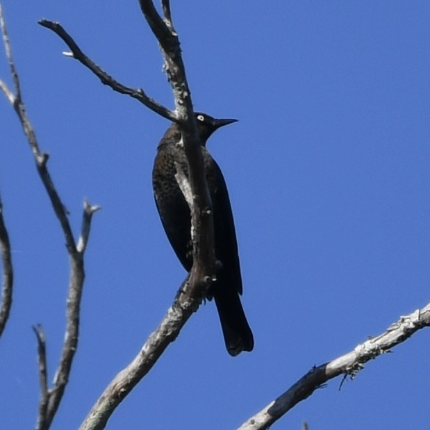 Rusty Blackbird - ML646151566