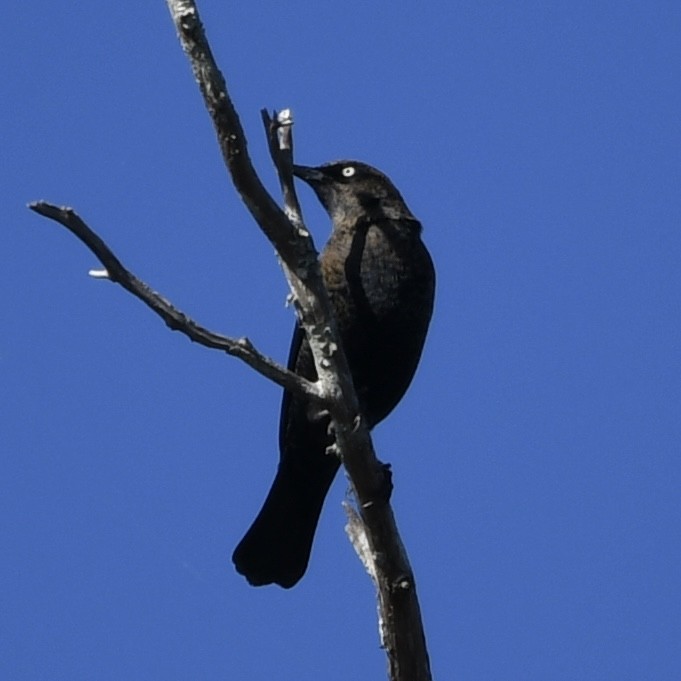 Rusty Blackbird - ML646151567