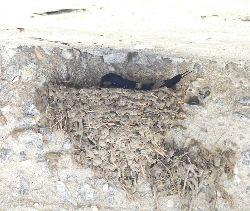 Ластівка сільська - ML646151568