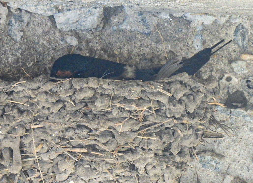 Ластівка сільська - ML646151569