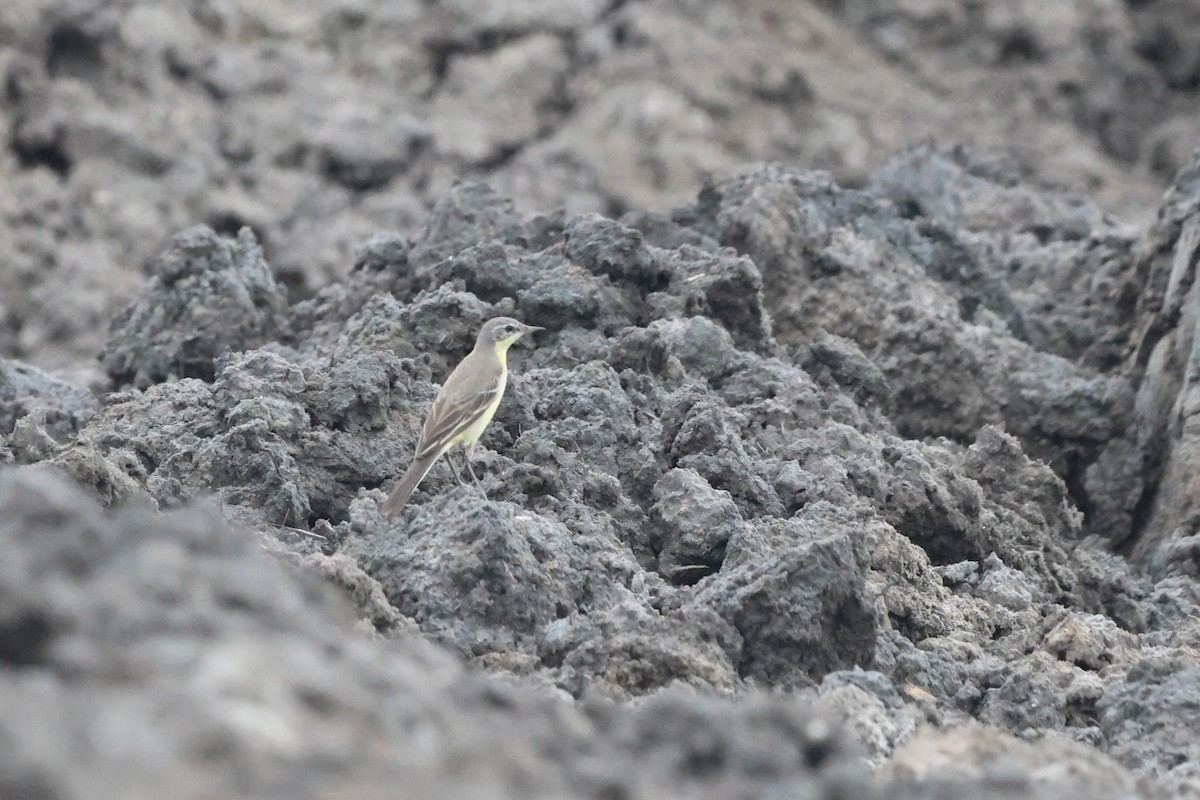 Eastern Yellow Wagtail - ML646151570