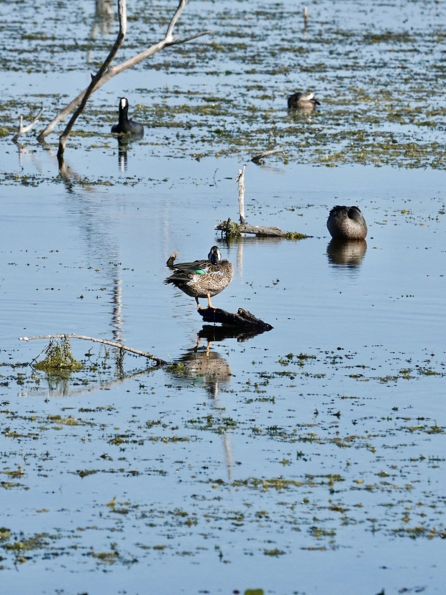 Blue-winged Teal - ML646151579