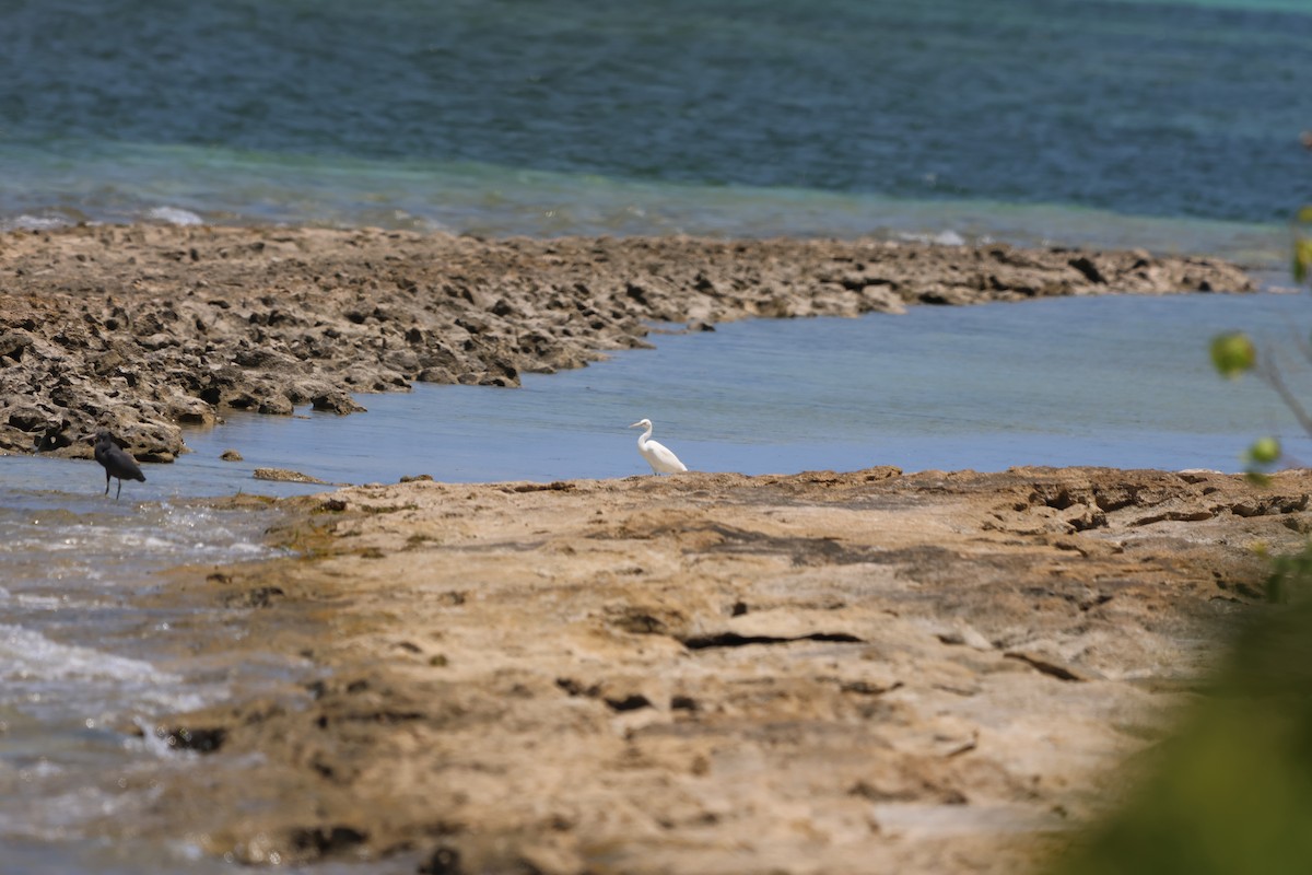 Pacific Reef-Heron - ML646151595