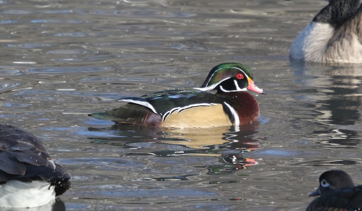 Wood Duck - ML646151598