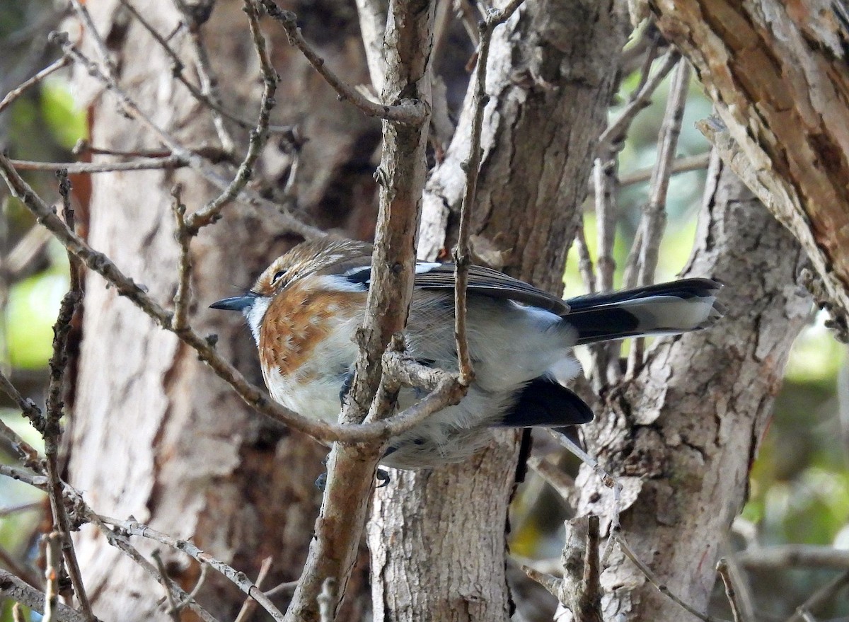 Hawaii Elepaio - ML646151602