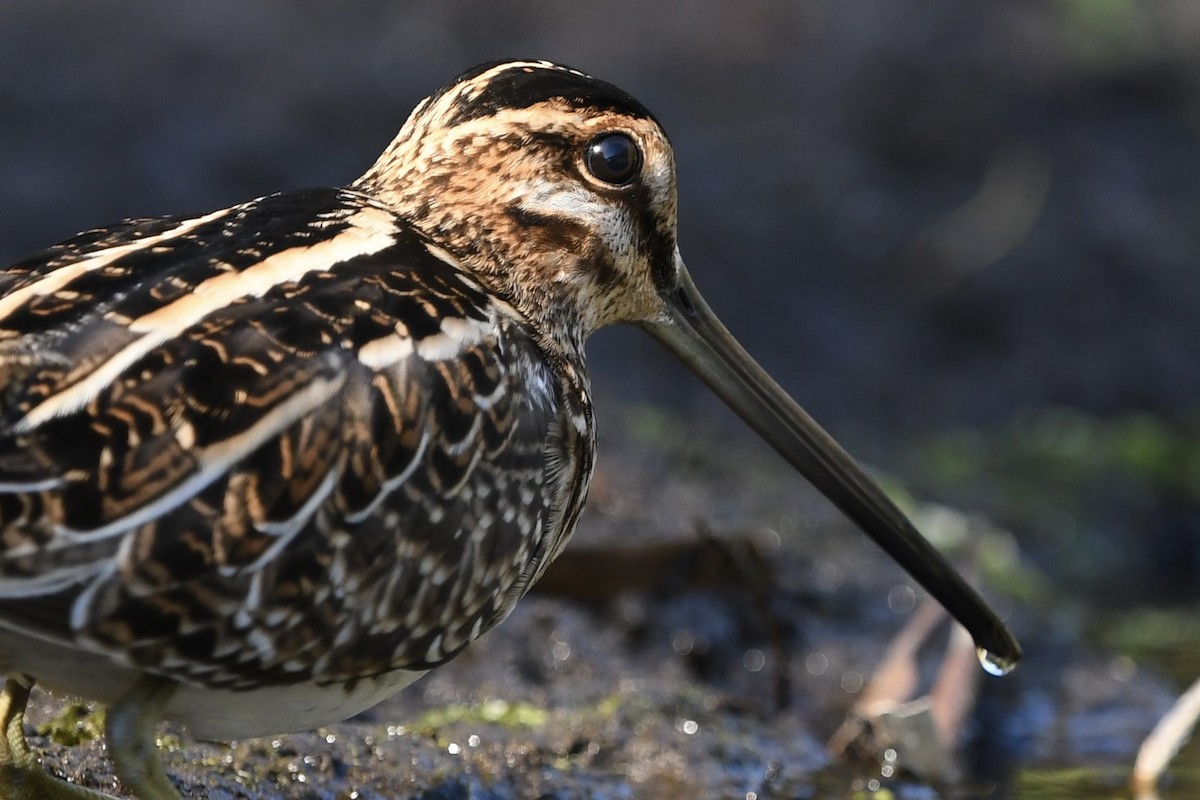 Wilson's Snipe - ML646151603