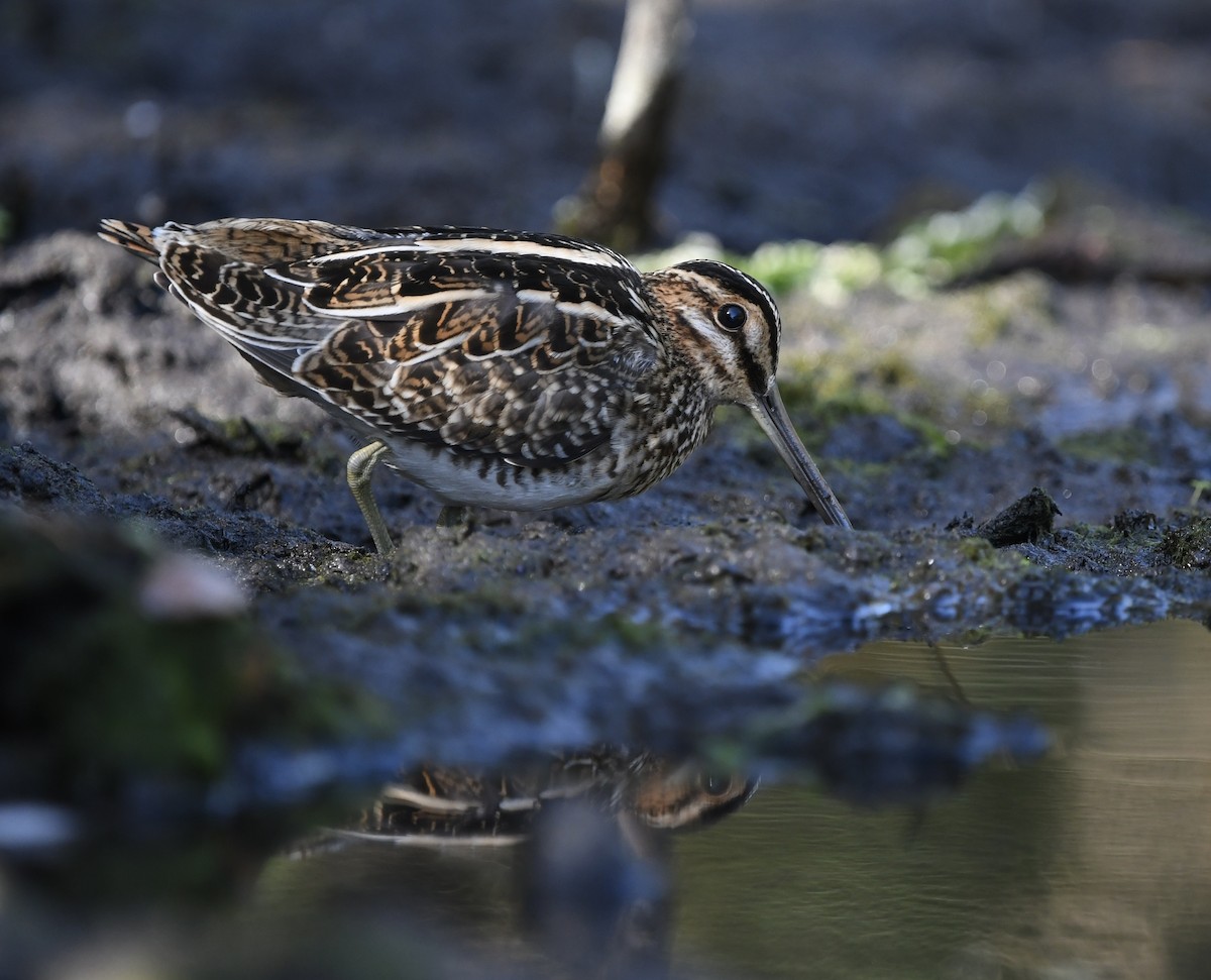 Wilson's Snipe - ML646151604