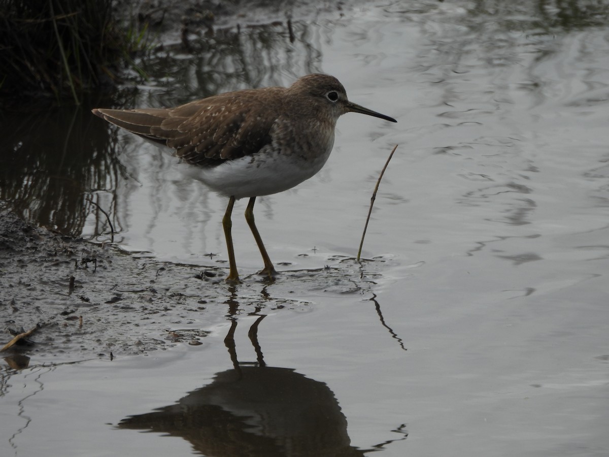 Solitary Sandpiper - ML646151605