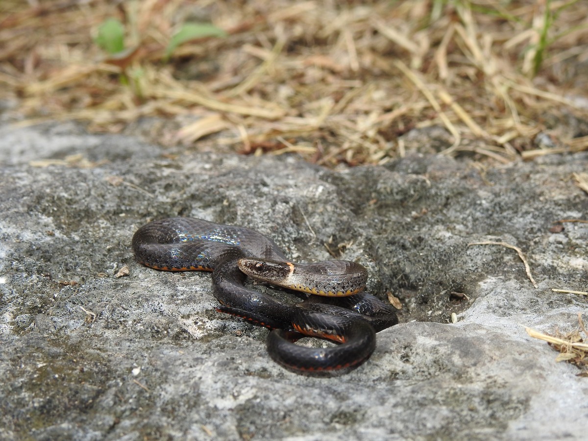 Southern Ringneck Snake - ML646151608