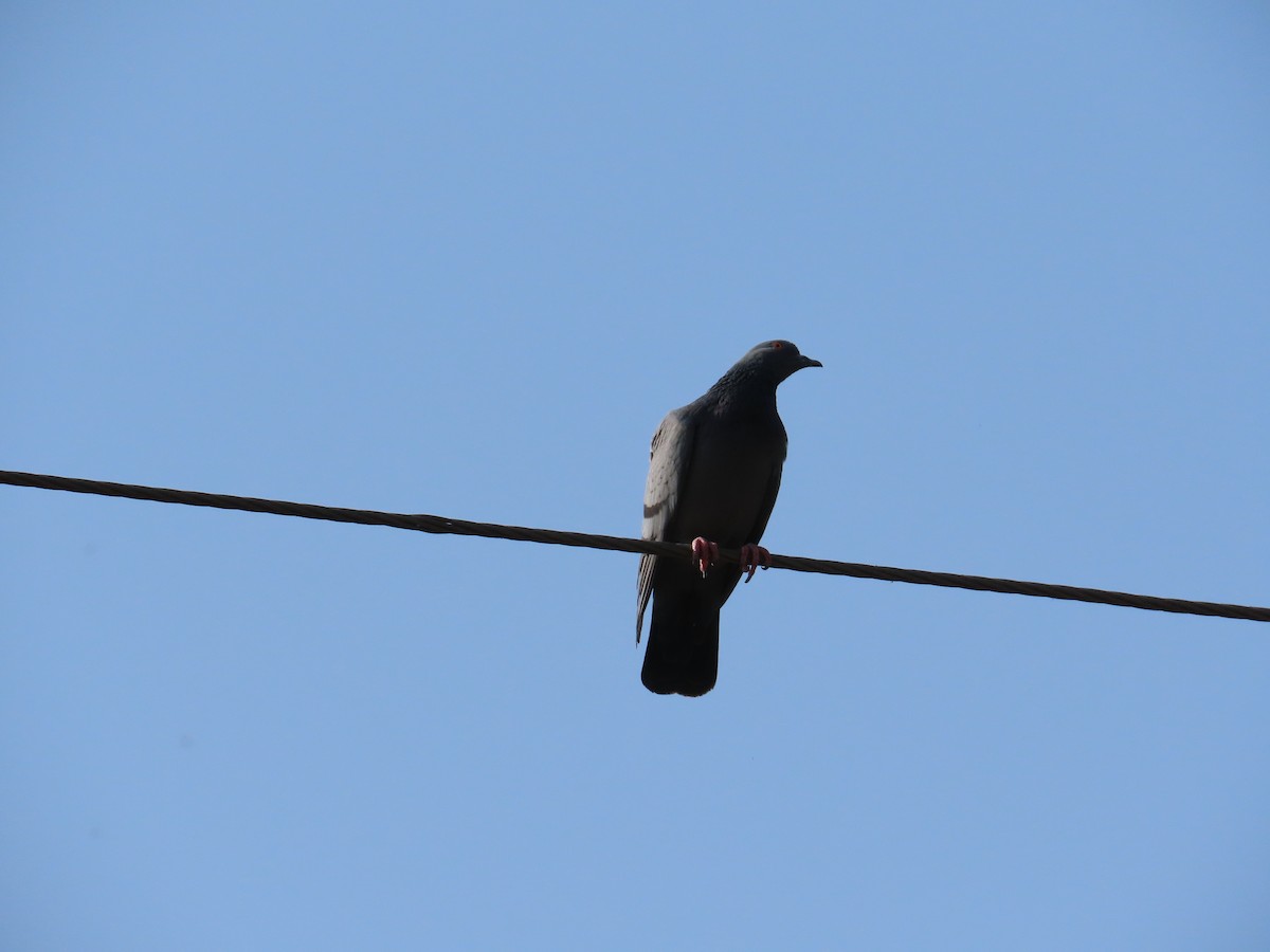 Paloma Bravía (variedad doméstica) - ML646151609