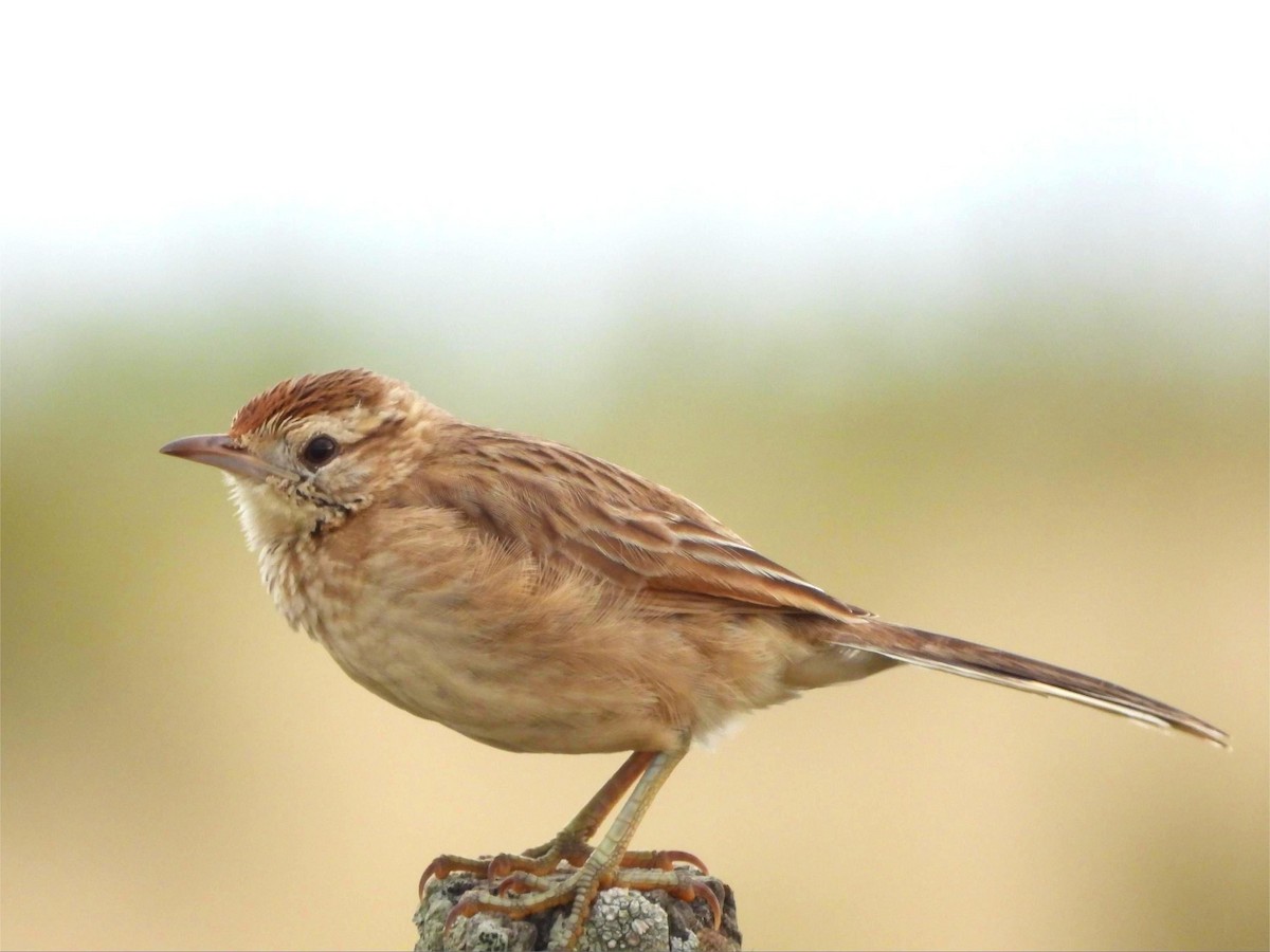 Firewood-gatherer - ML646151611