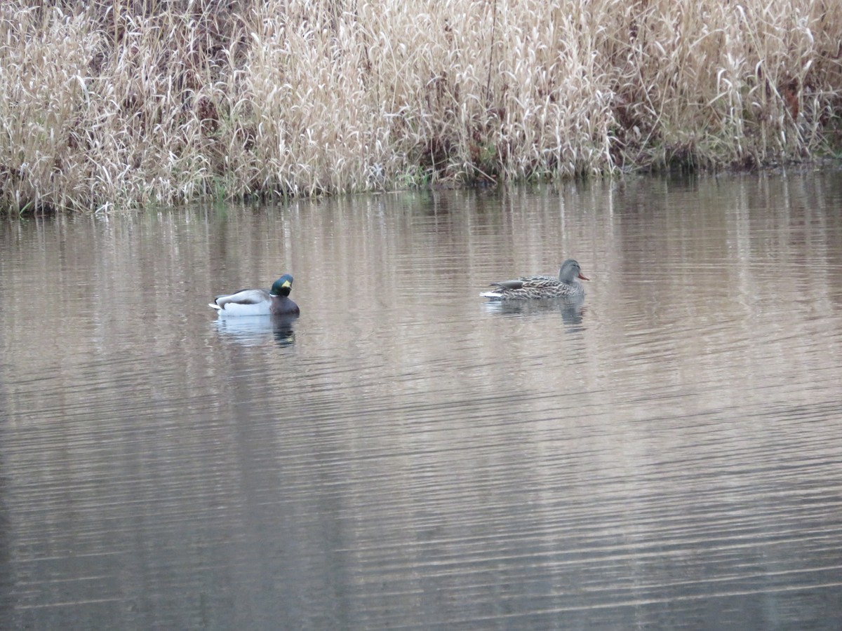 Mallard - ML646151617