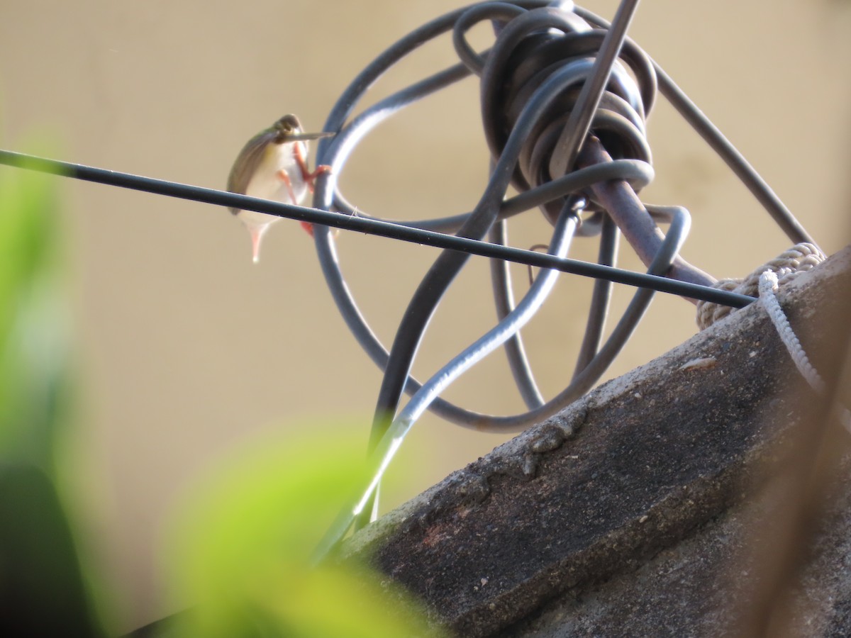 langstjertskredderfugl - ML646151620