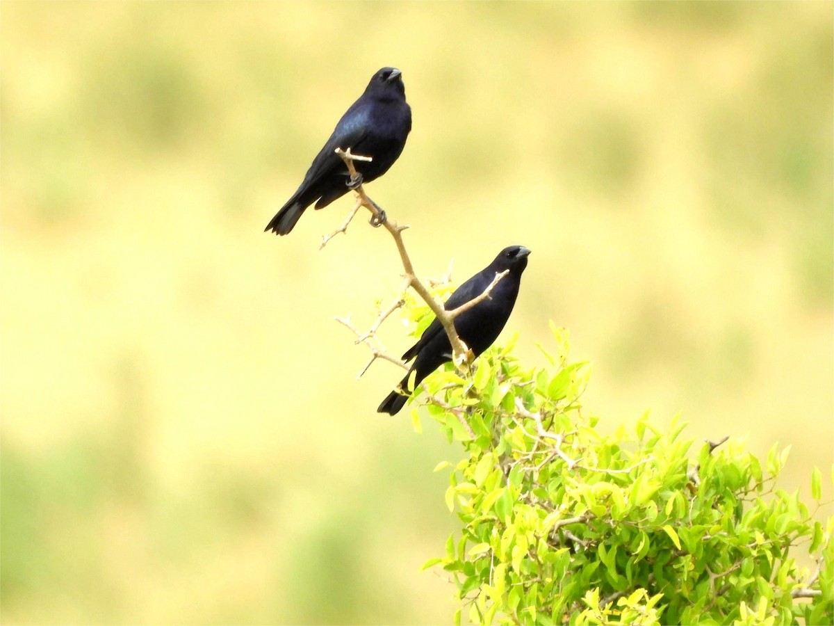 Shiny Cowbird - ML646151628