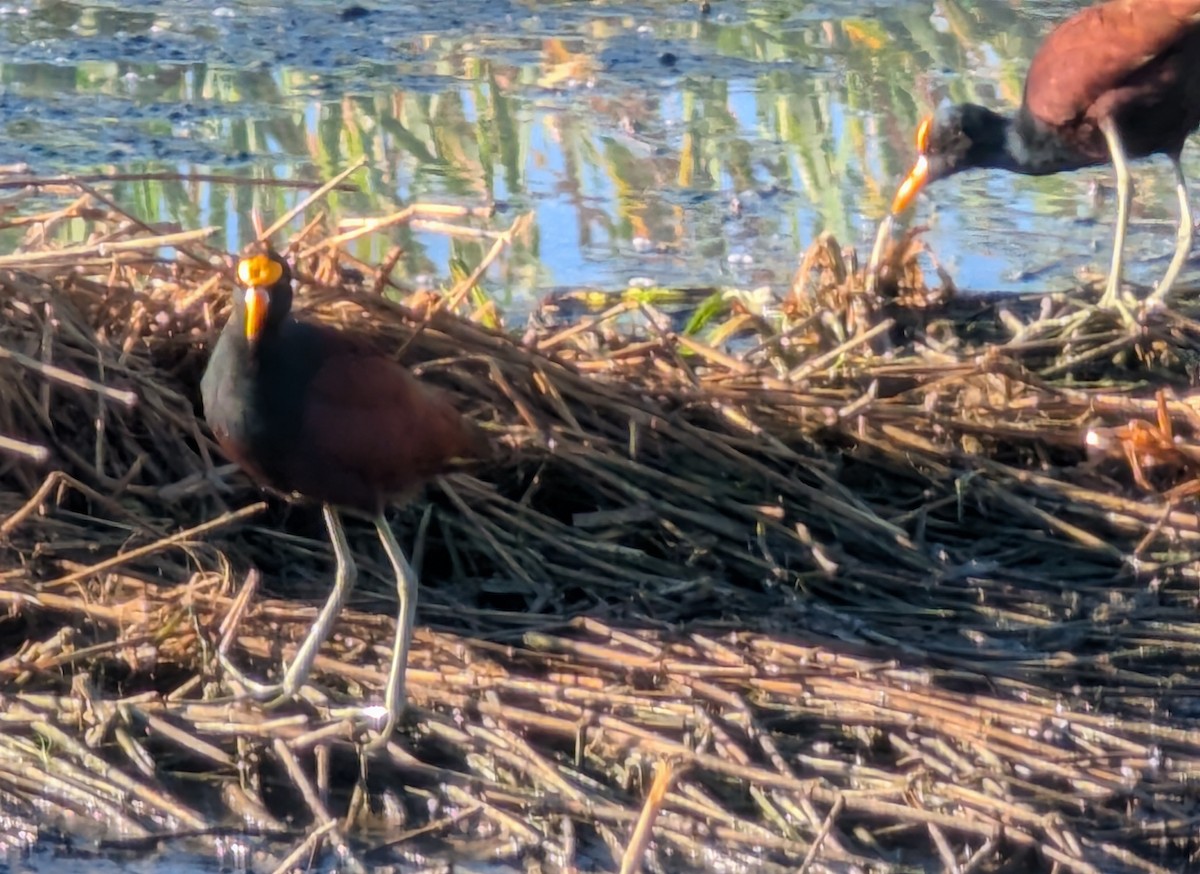 Northern Jacana - ML646151636