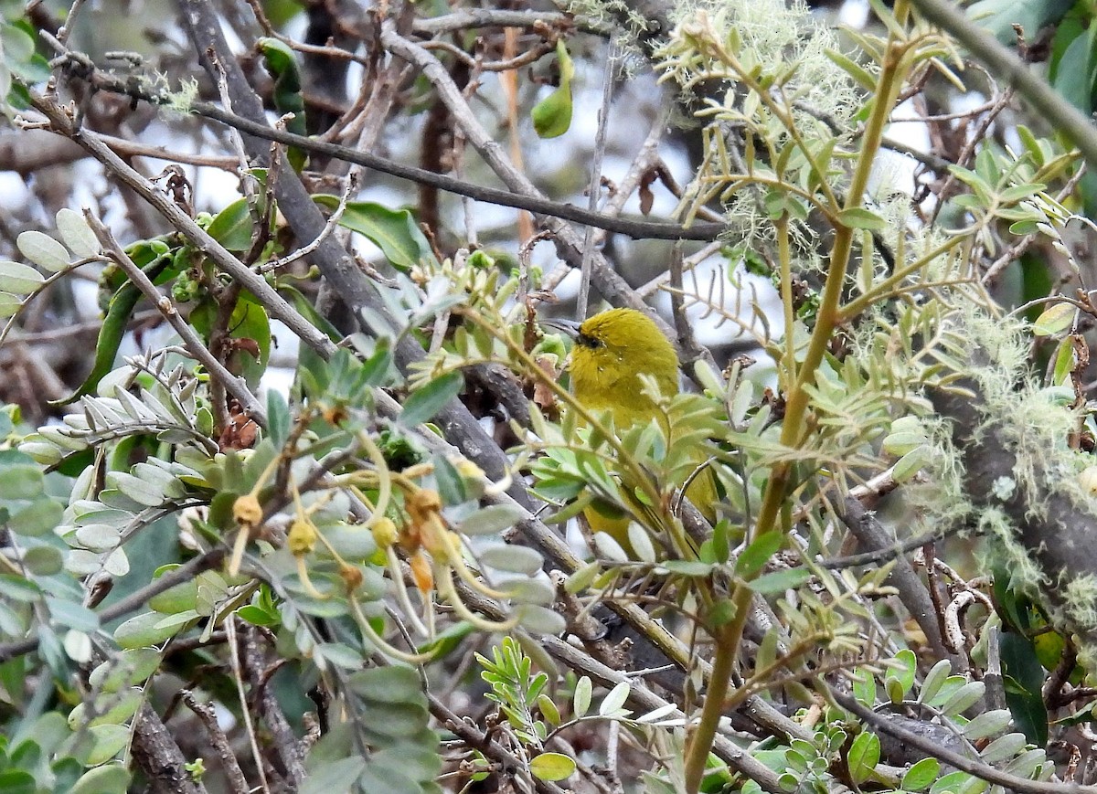 Hawaii Amakihi - ML646151637