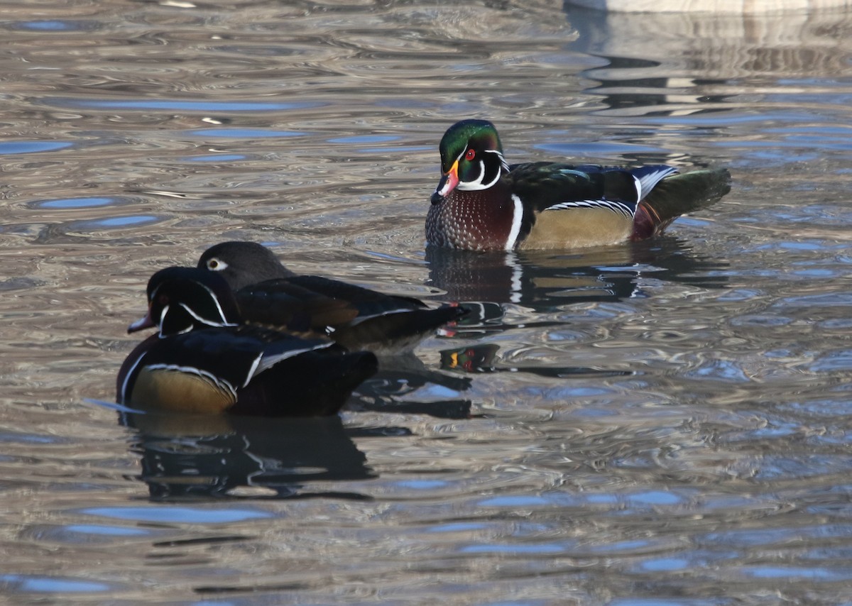 Wood Duck - ML646151643